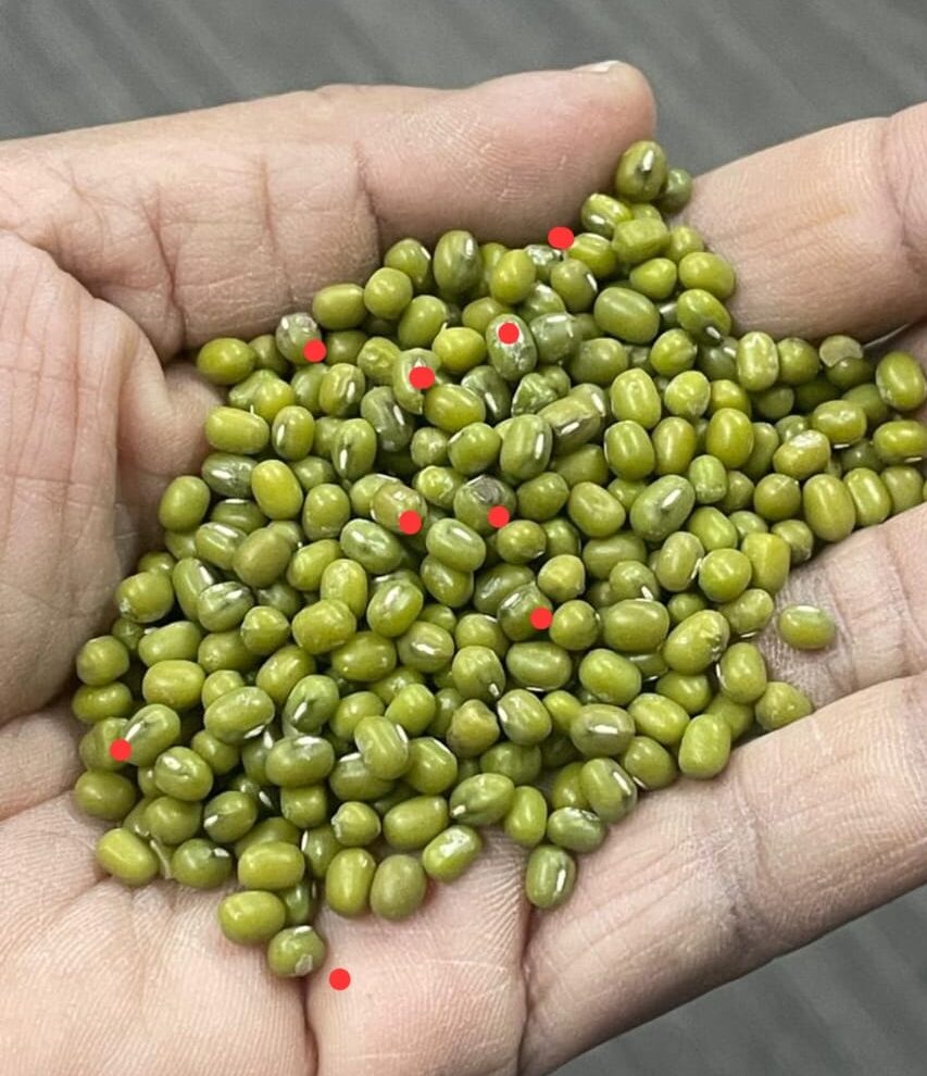 Frijol loctao despues del pulido