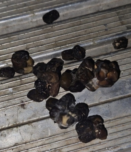 Loctao dañado por hongos