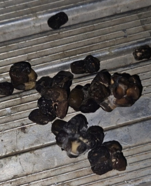 Loctao dañado por hongos