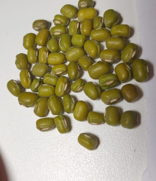 cosecha temprana de frijol loctao