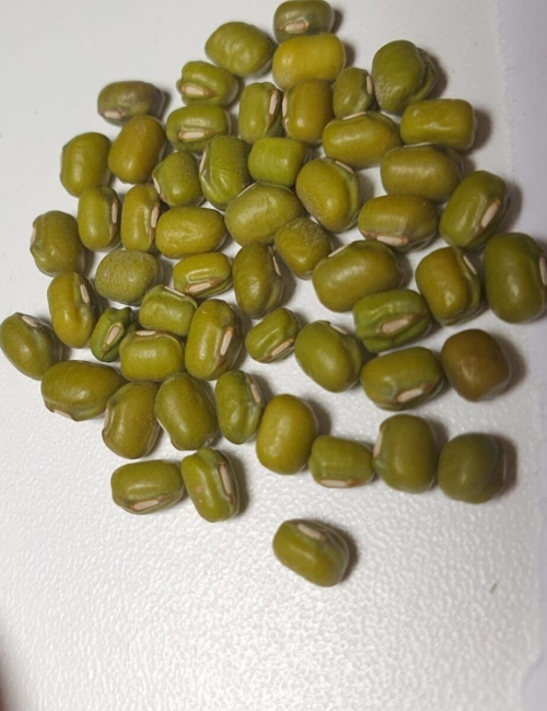 cosecha temprana de frijol loctao