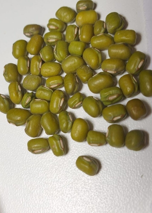 cosecha temprana de frijol loctao